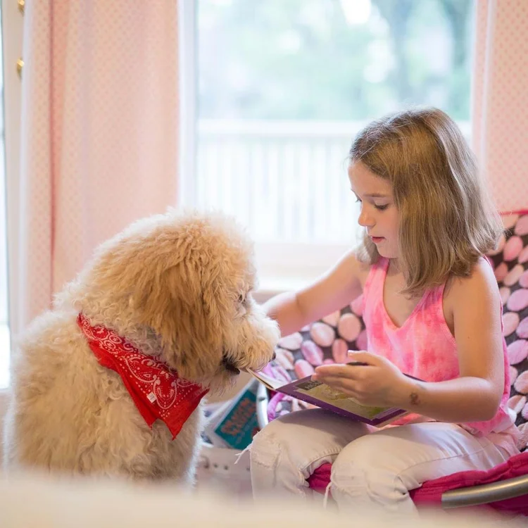 Girl reading to a golden doodle wearing a red bandana