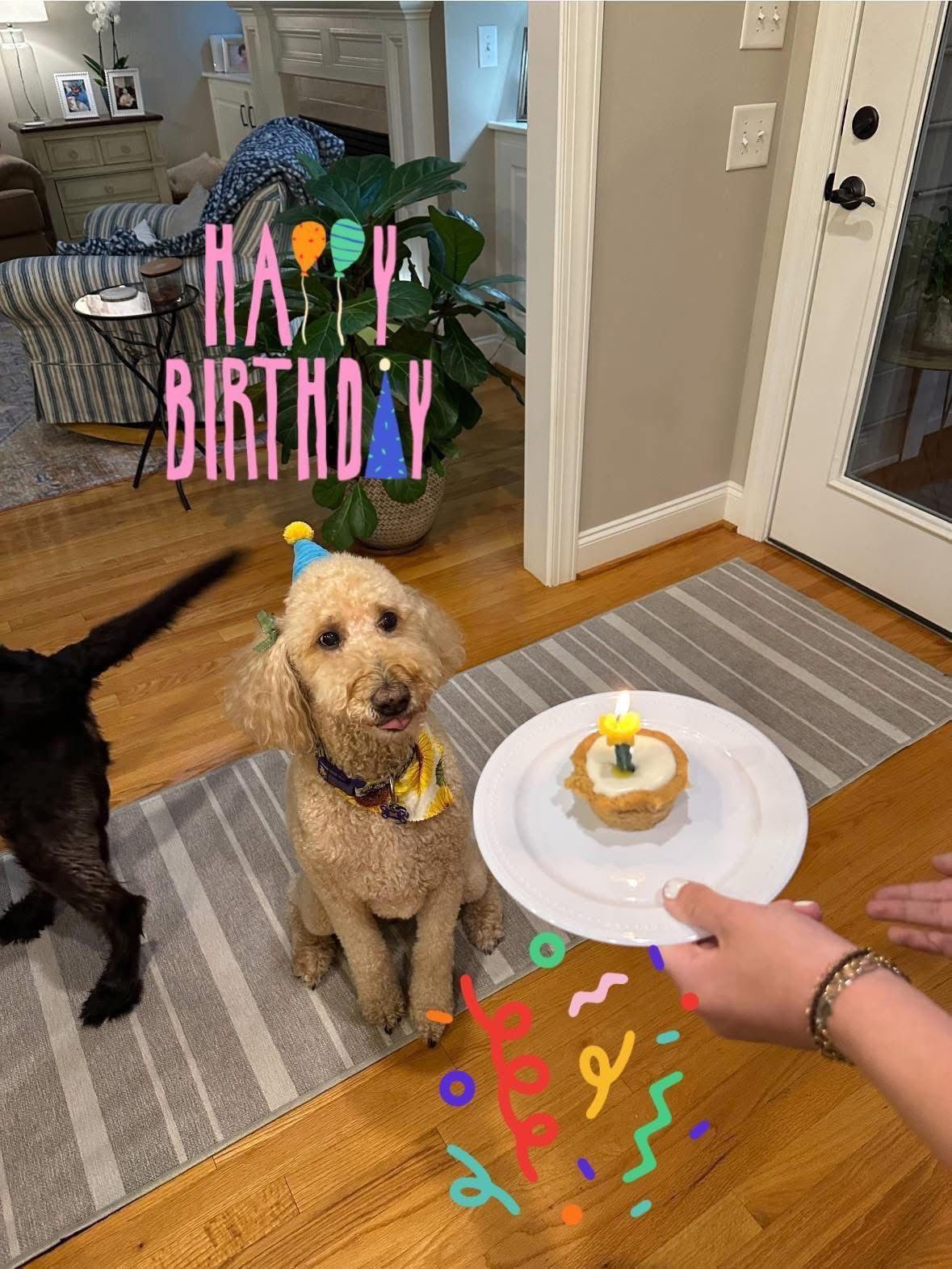 Bella - Cream Goldendoodle mother celebrating