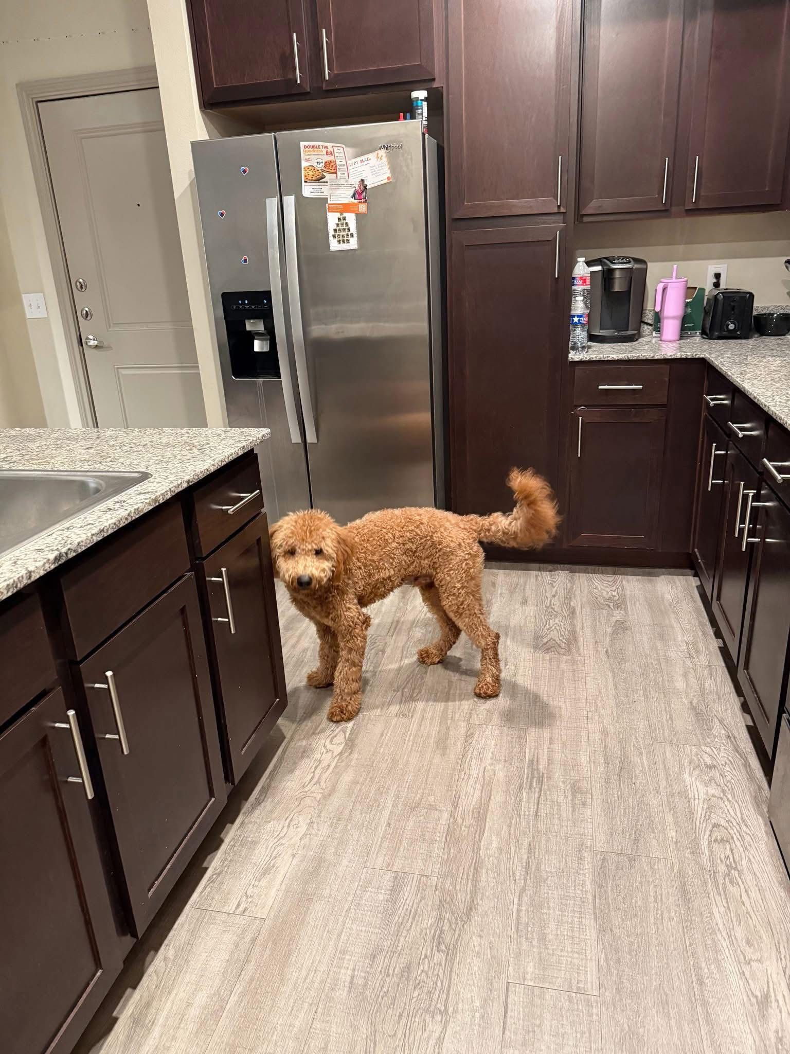 Cooper - Golden Poodle father in kitchen