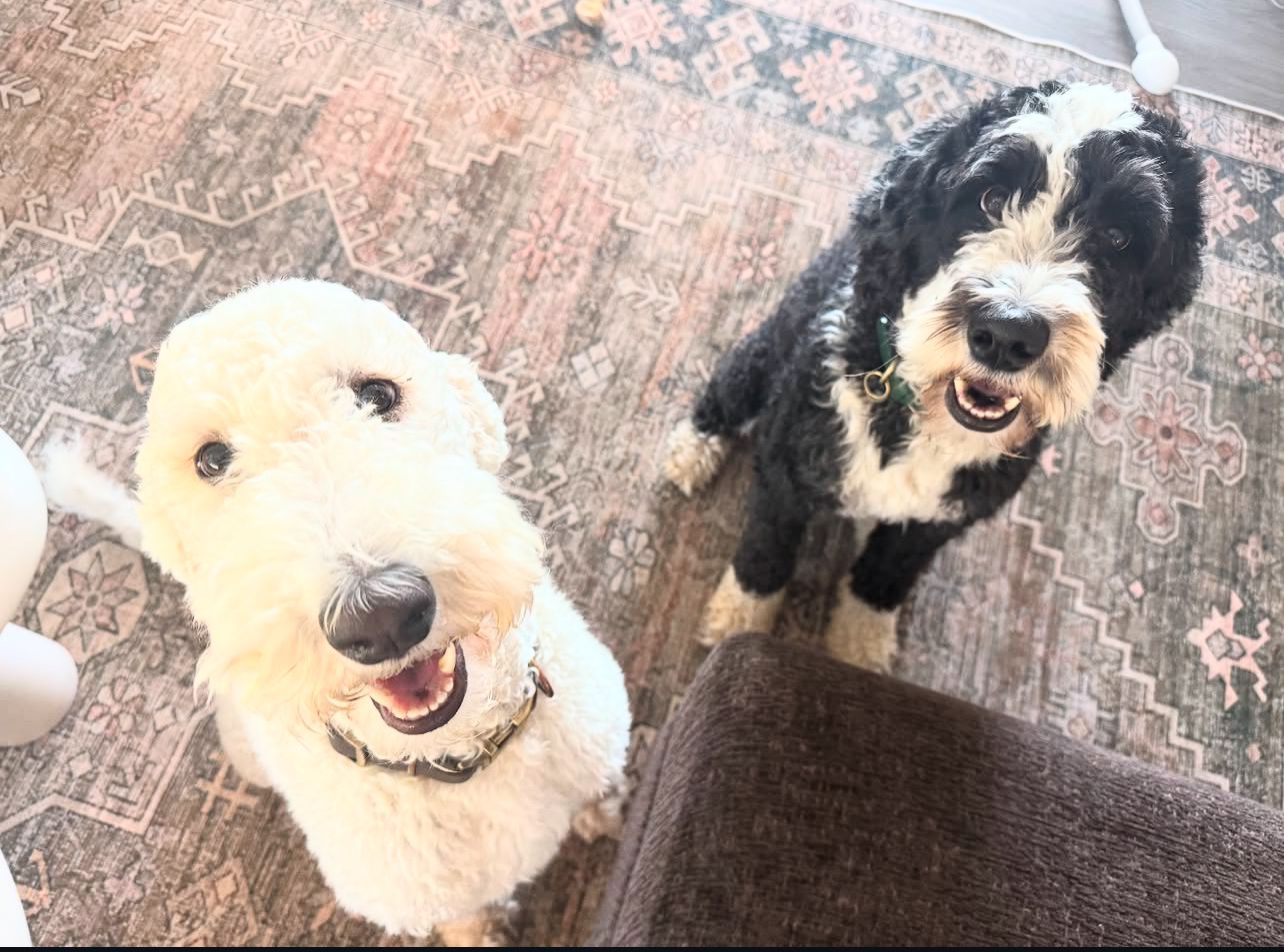 Daisy - Black and white Goldendoodle mother