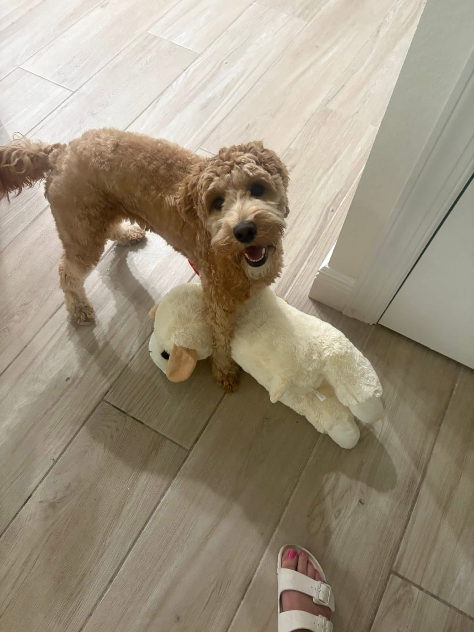 Honey - Golden Goldendoodle mother playing