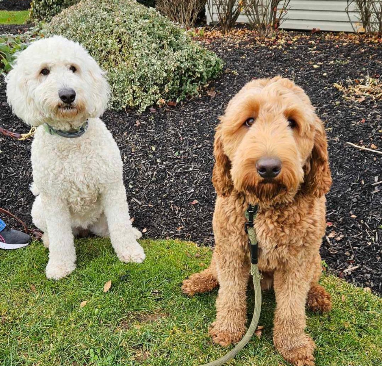Luna - Cream Goldendoodle mother