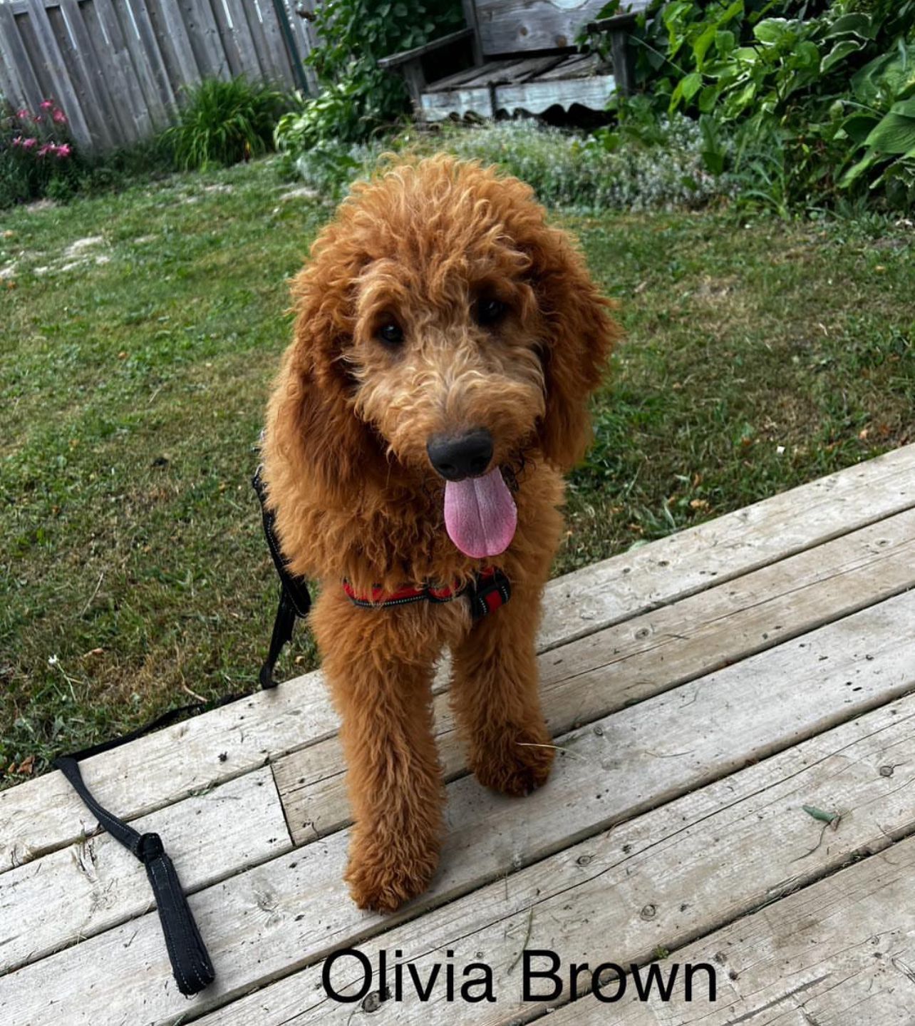 Olivia Brown - Golden Goldendoodle mother