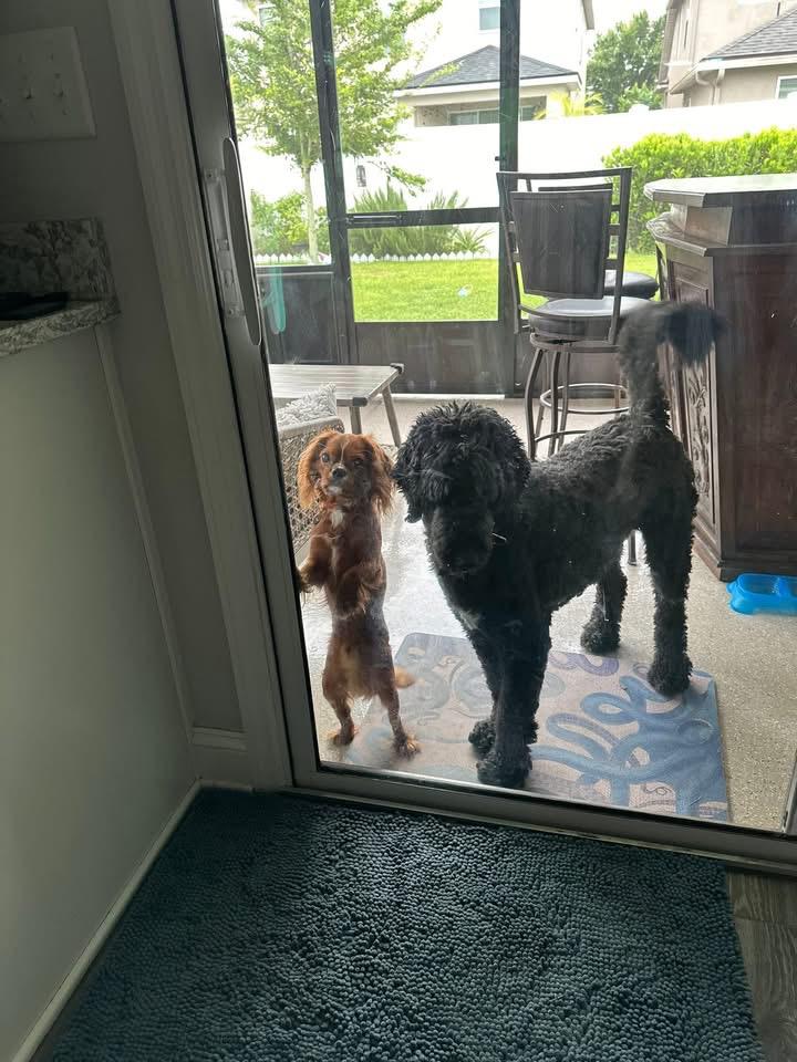 Rosie - Reddish brown Goldendoodle mother