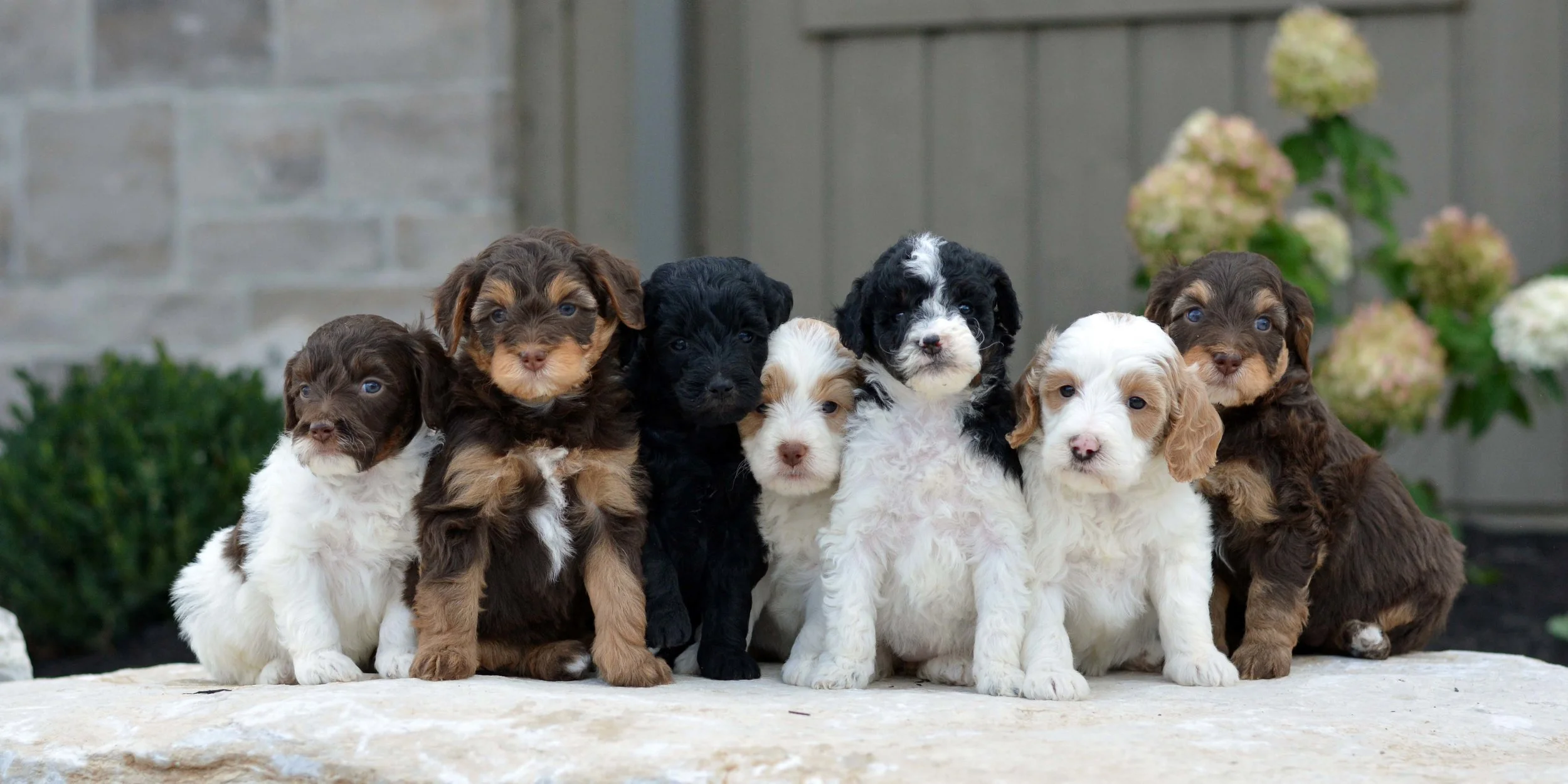 Olde English Goldendoodle puppies